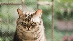 Ce percepe pisica ta ca fiind o „trădare” — și cum să-i recâștigi încrederea.