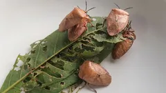 Cum să scapi de ploșnițele mirositoare în această primăvară și să previi reapariția lor