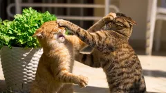 De ce pisica mea nu-i place de alte pisici