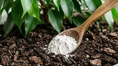 Am afânat pământul și am adăugat doar o lingură, pentru ca ficusul să crească într-un tufiș stufos: rezultatul este evident